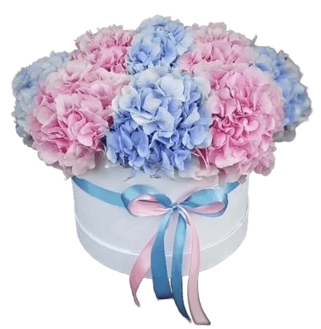 Гортензии pink & blue в коробке — купить с доставкой цветов в Самаре